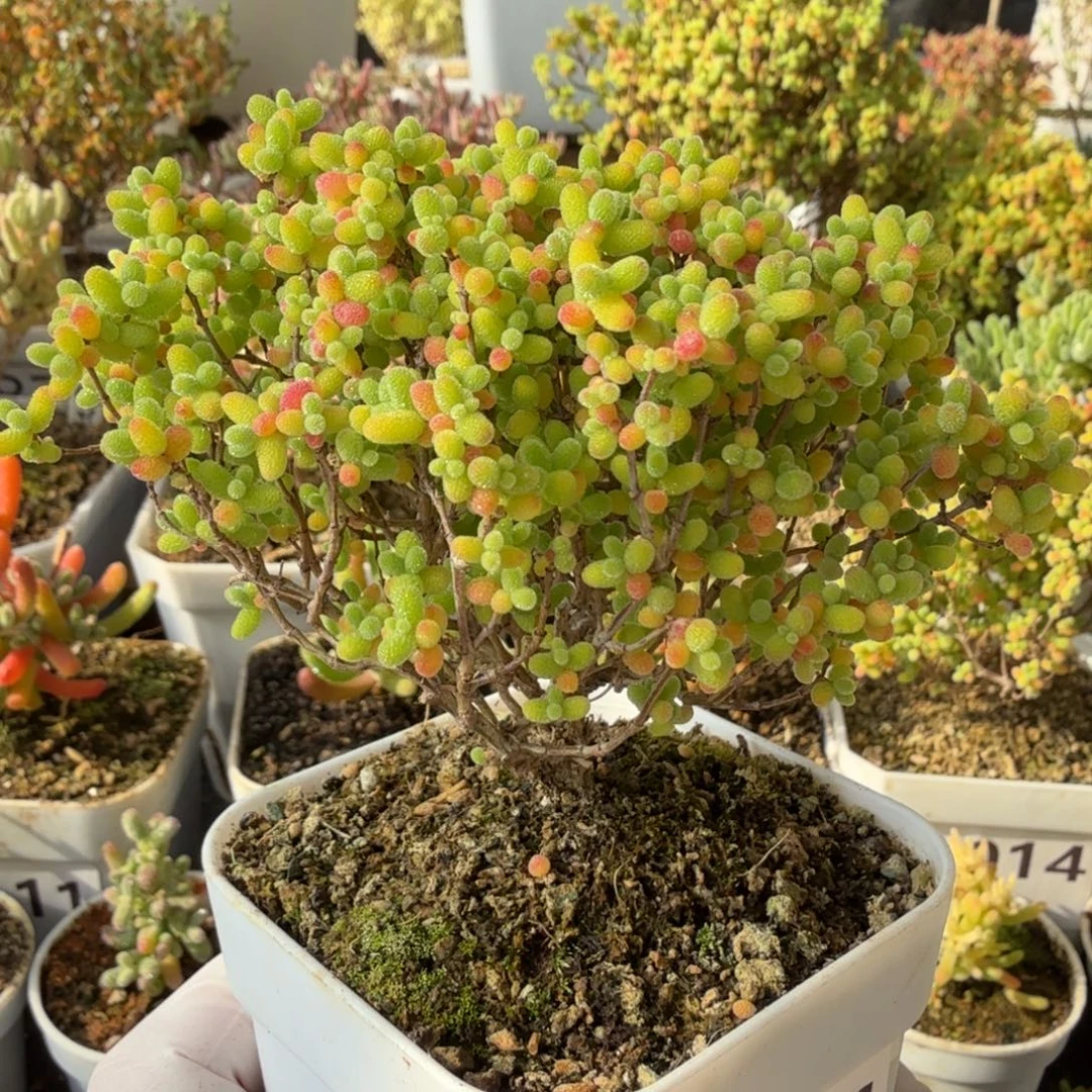 A174精控蜜橘糖球枝干