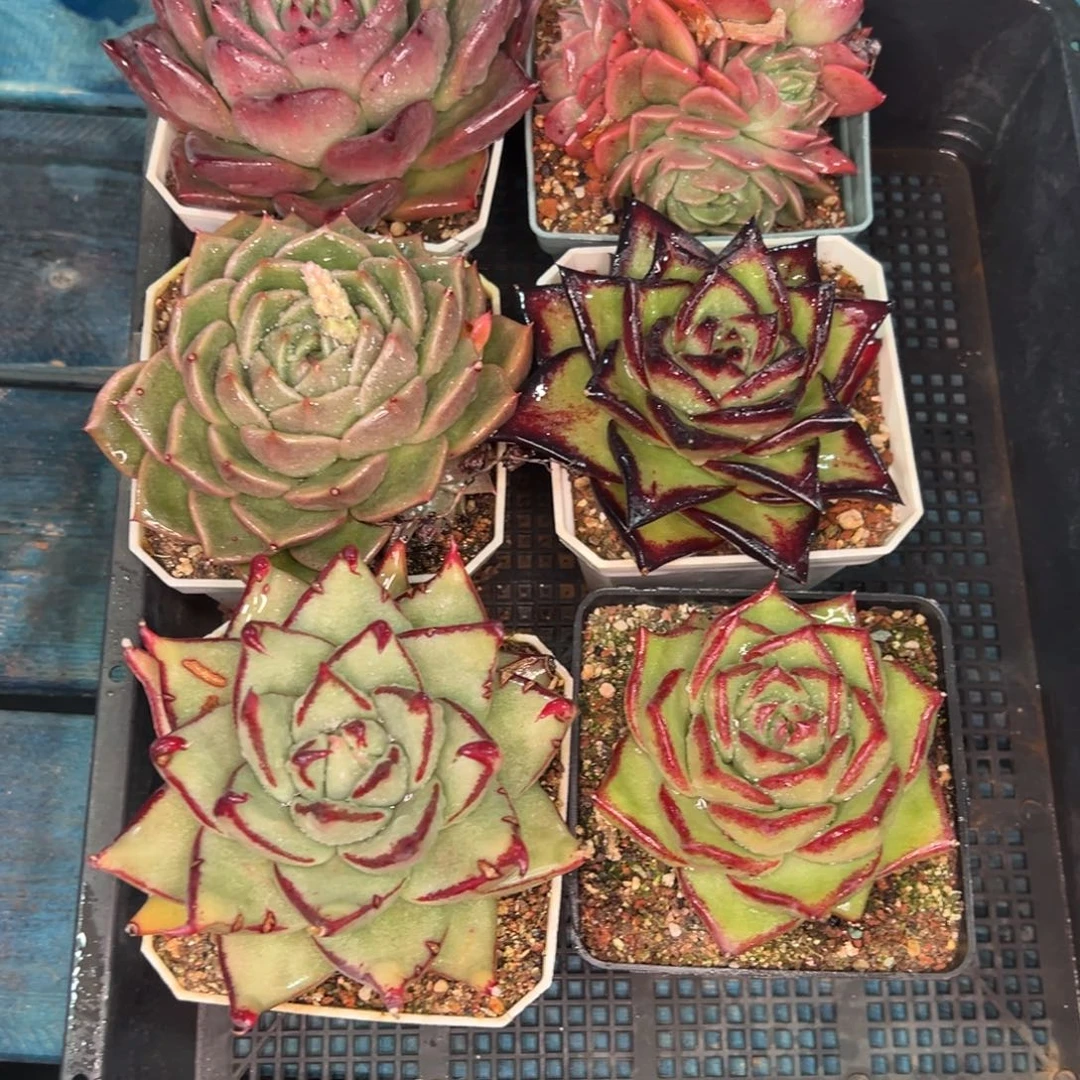 从前慢多肉精选编号0119.425