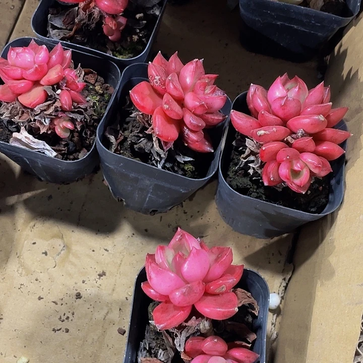 夏普特带盆土发货