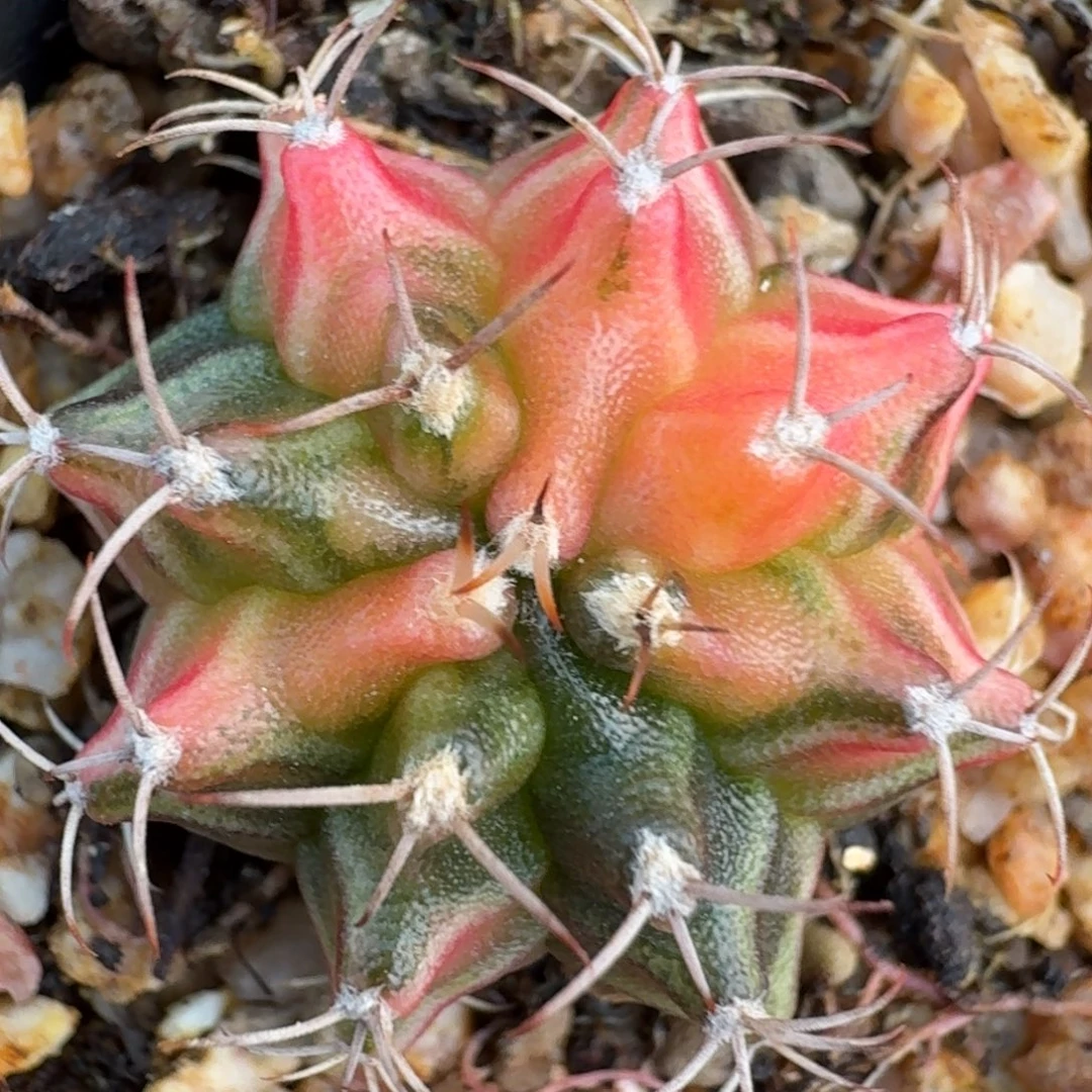 米哈实生自然锦海轮缤纷330