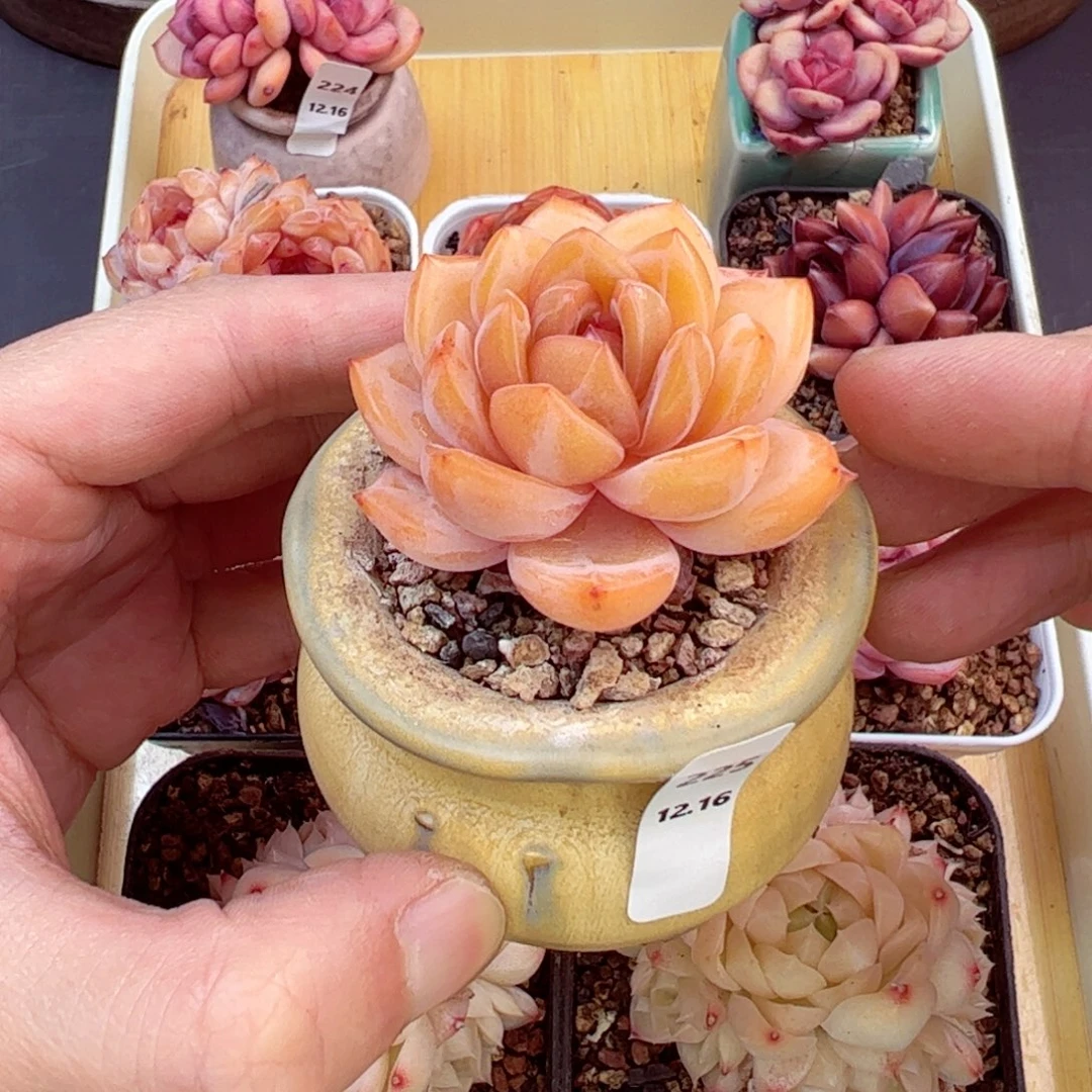 好好看225、哈哈哈哈