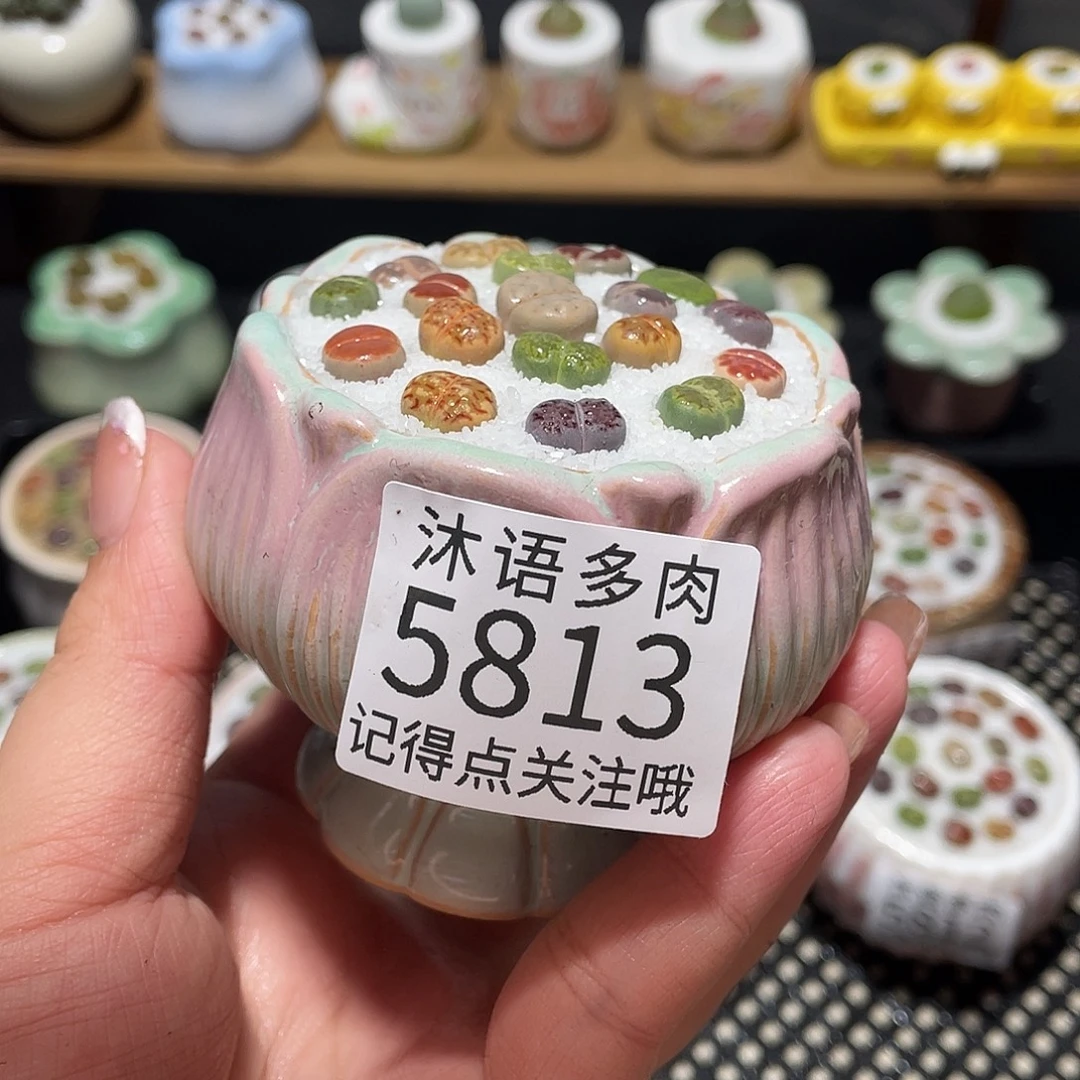 带盆土植物 一物一拍5813