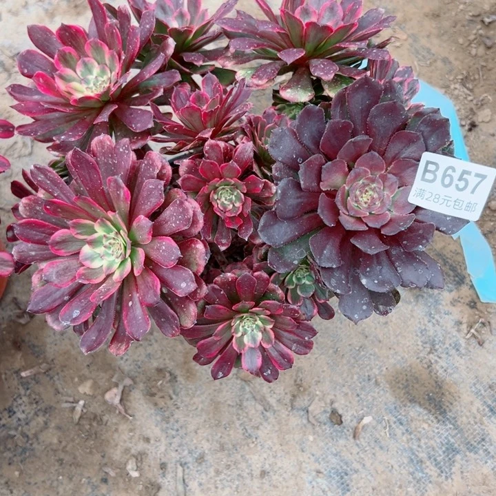 675红金刚多肉植物