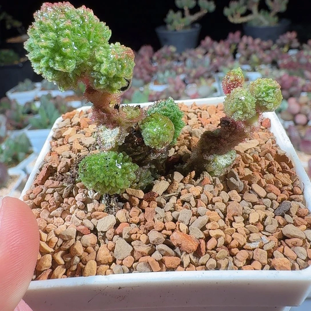 朱紫玉