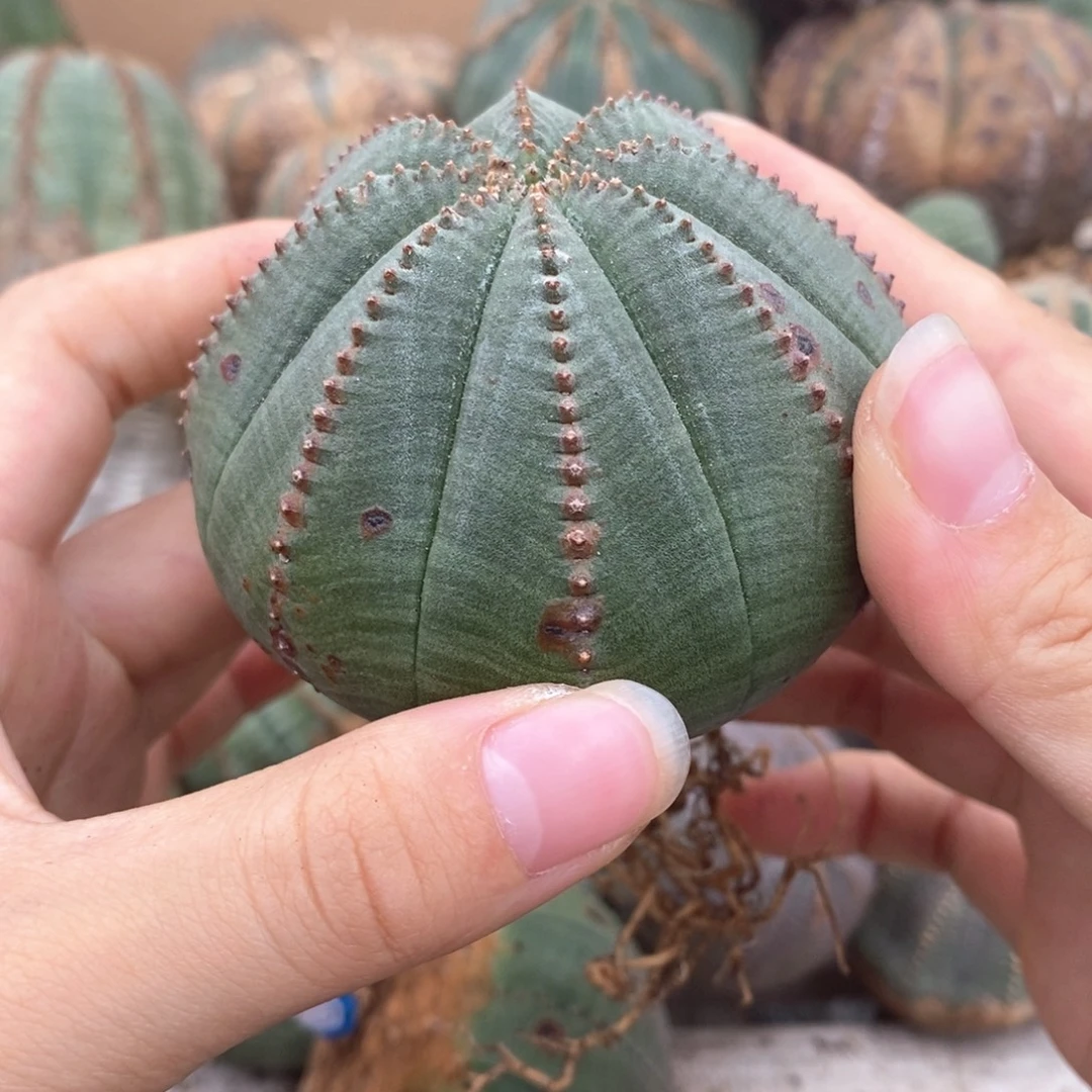 9欧系实生布纹球一物一拍