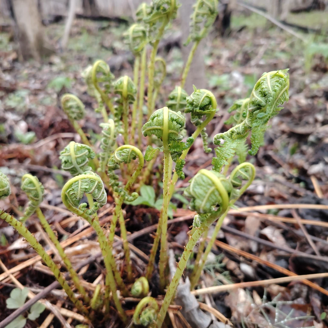 俺们屯子山里采野生猴腿，蘸酱吃炒肉吃嗷嗷香。