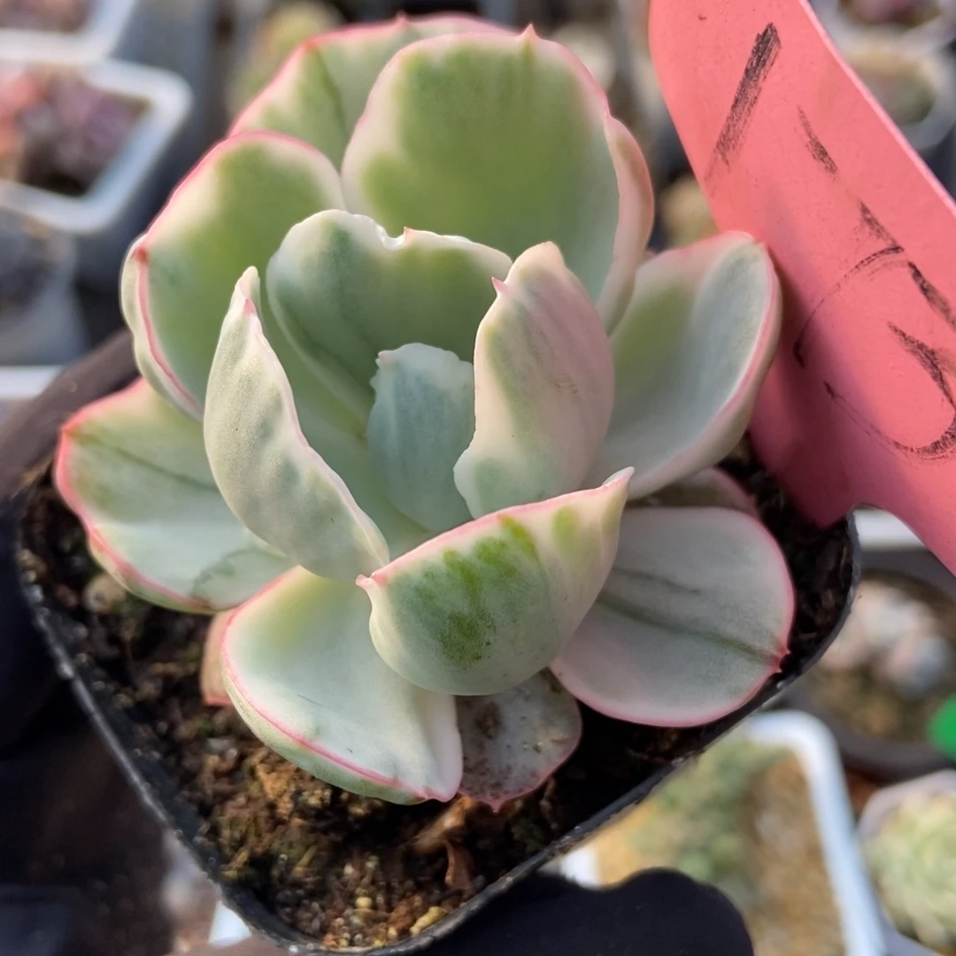 173伯克利锦多肉植物保护