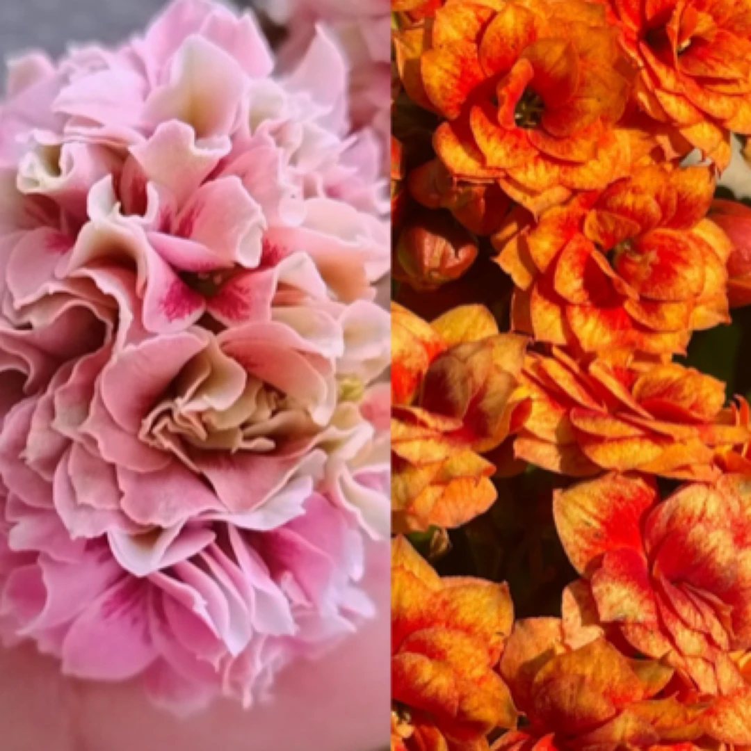 【玄女猫眼➕银丝雀】两盆重瓣长寿花