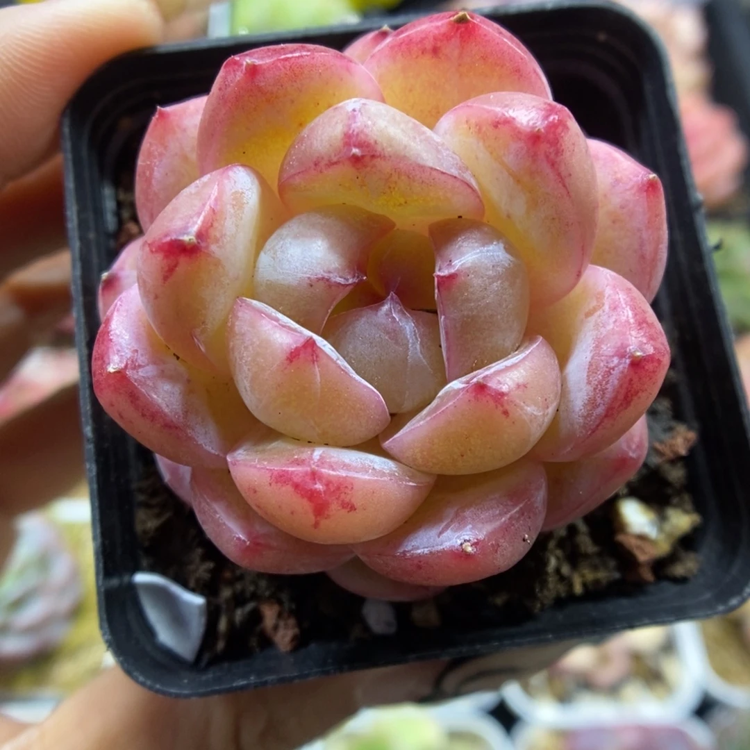 白雪珍妮可拍409号。