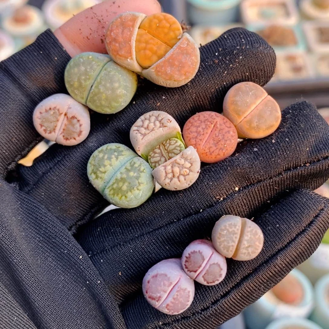 2549-一物一拍 一手