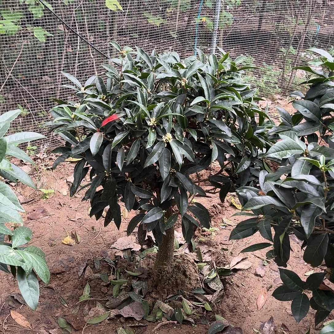 当前无花栽培后可以开花.*