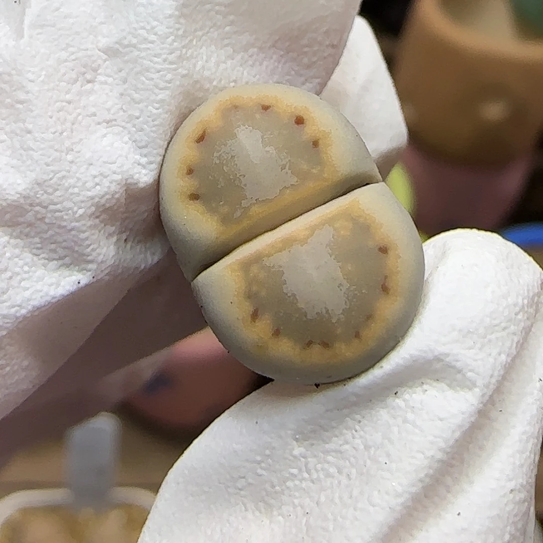 11.21.c216饼干.9011尺寸1.5cm