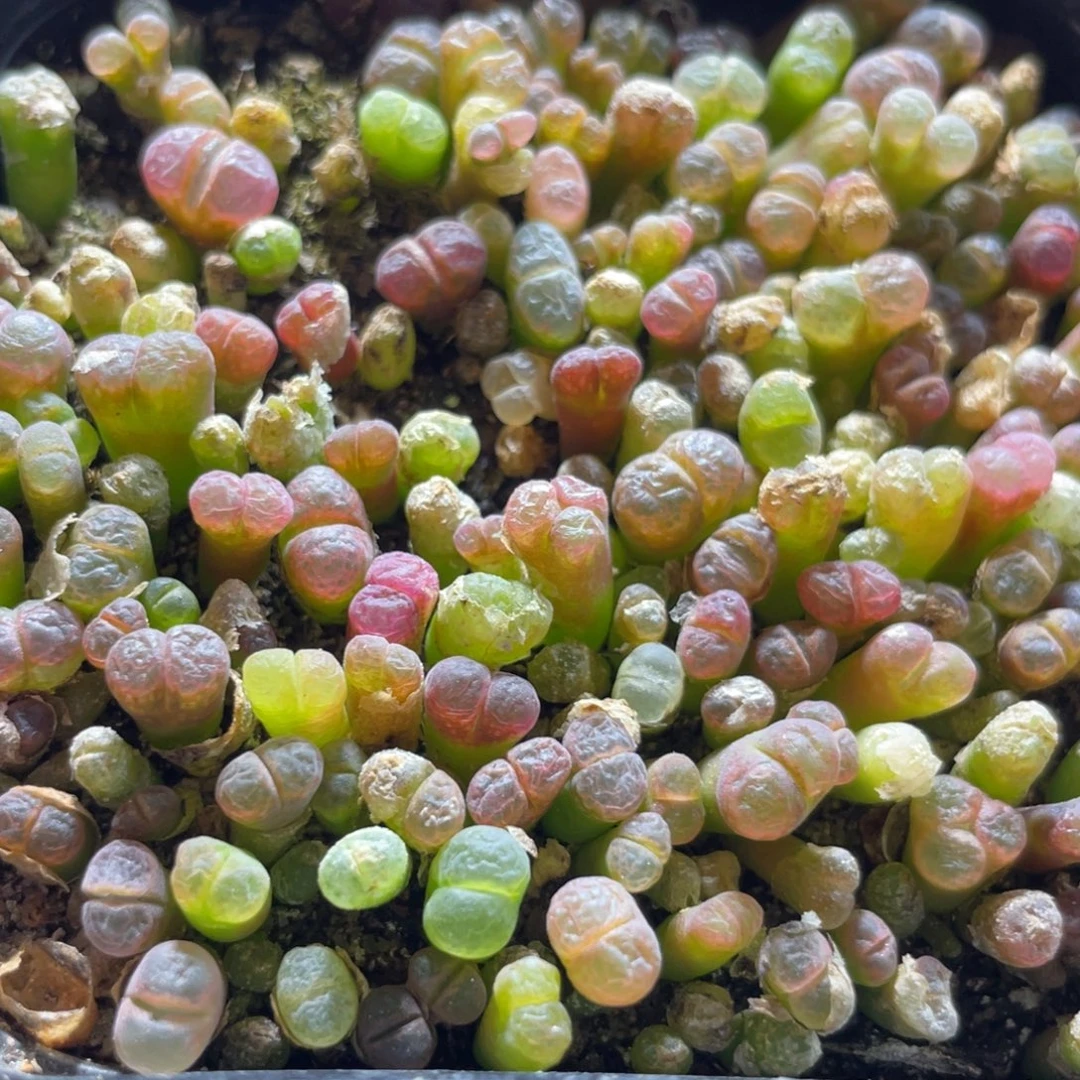 今晚大盆特价更新～36