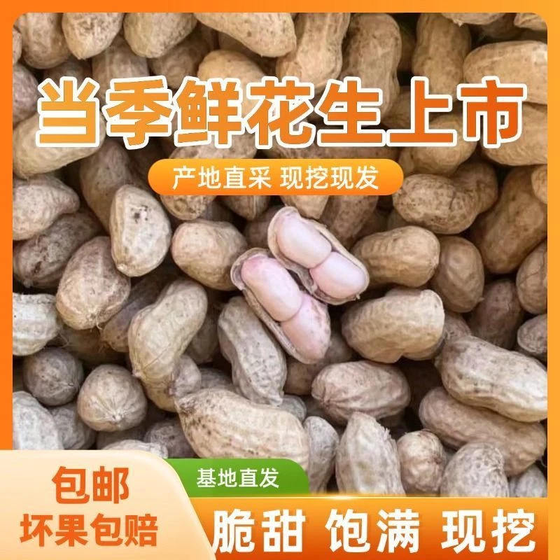 新鲜花生现挖2025带壳粉皮水煮农家自种广东颗粒湿花生应季新鲜品