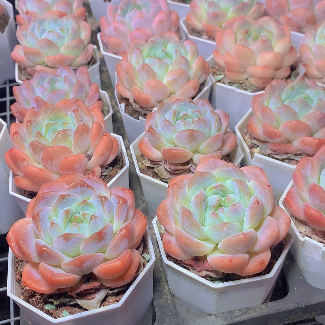 冰橙3456899000000000