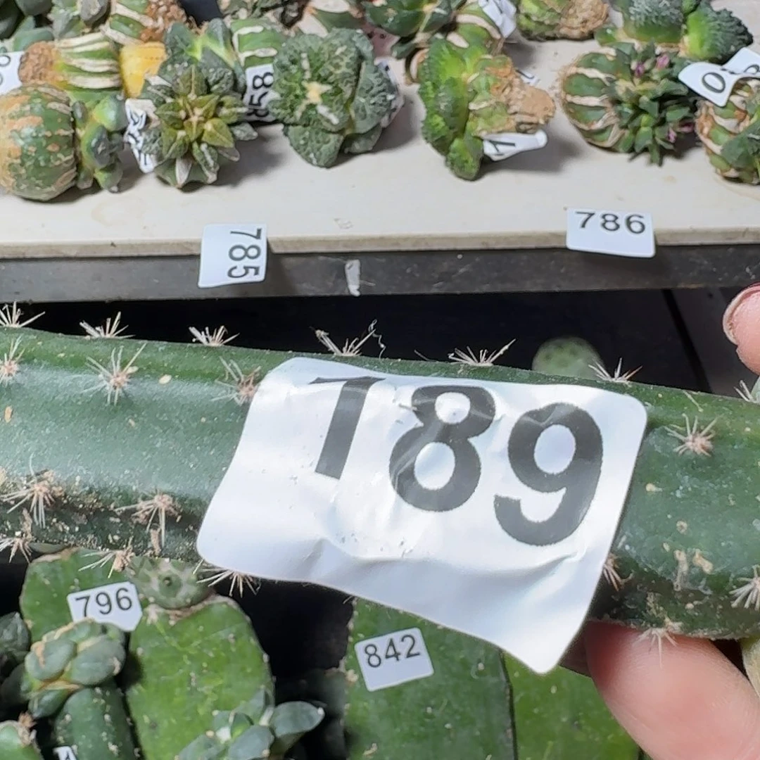 桃***地无花朵大尤锦189牡丹