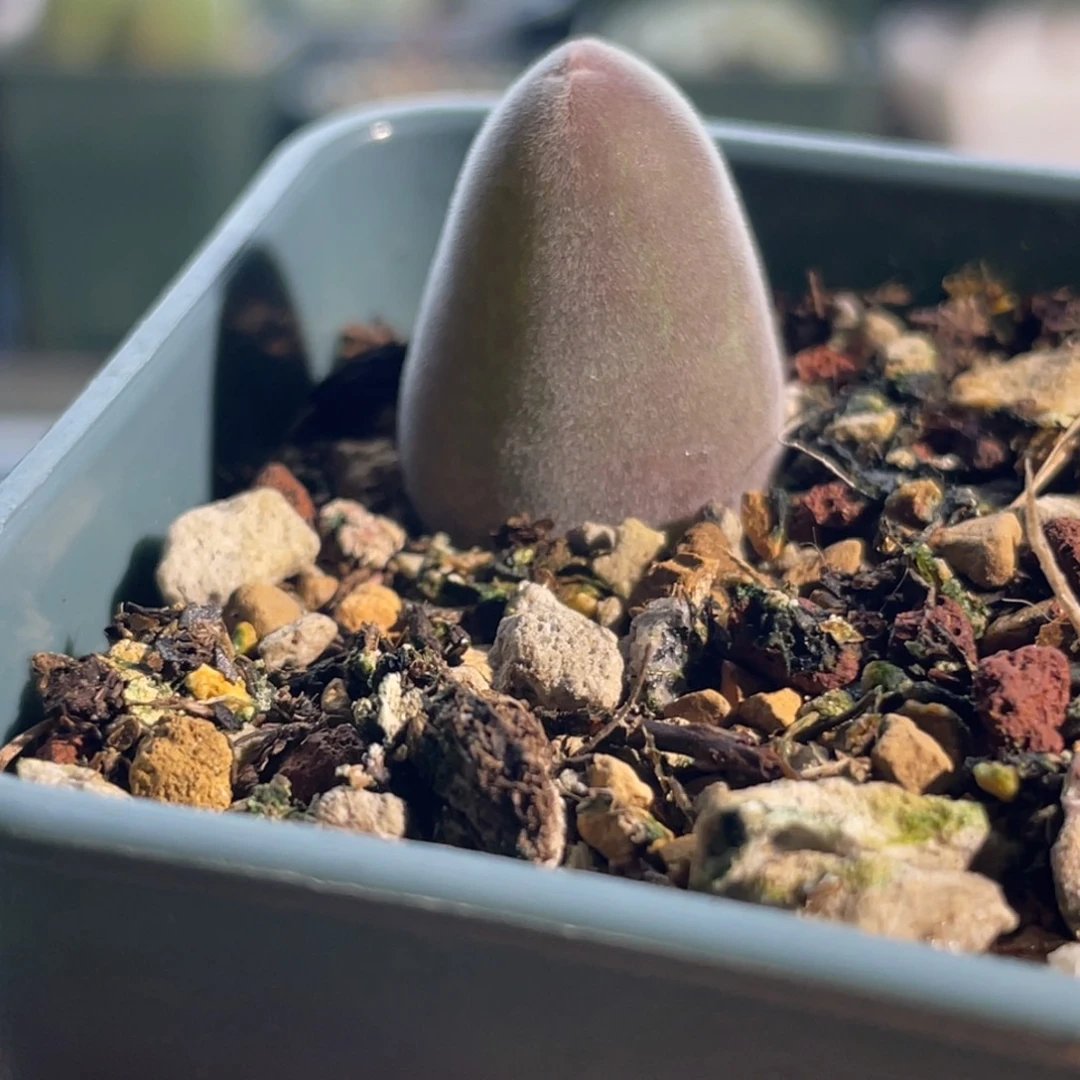 1.7cm宝辉玉植物一物一拍