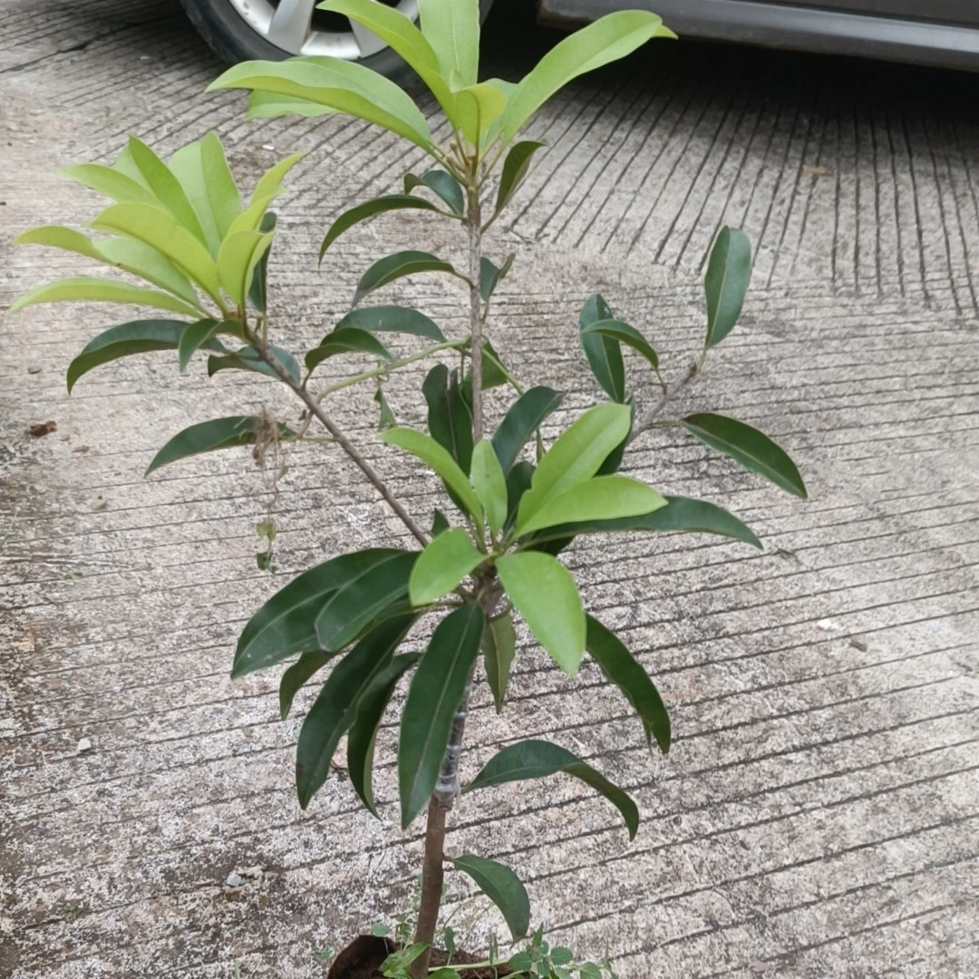精选红肉人心大圆果盆栽地栽绿植原盆原土发货