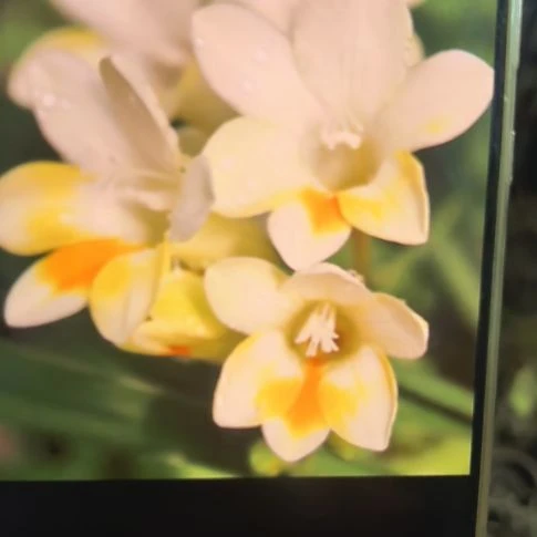 当前无花栽培后可以开花小苍兰一组10棵