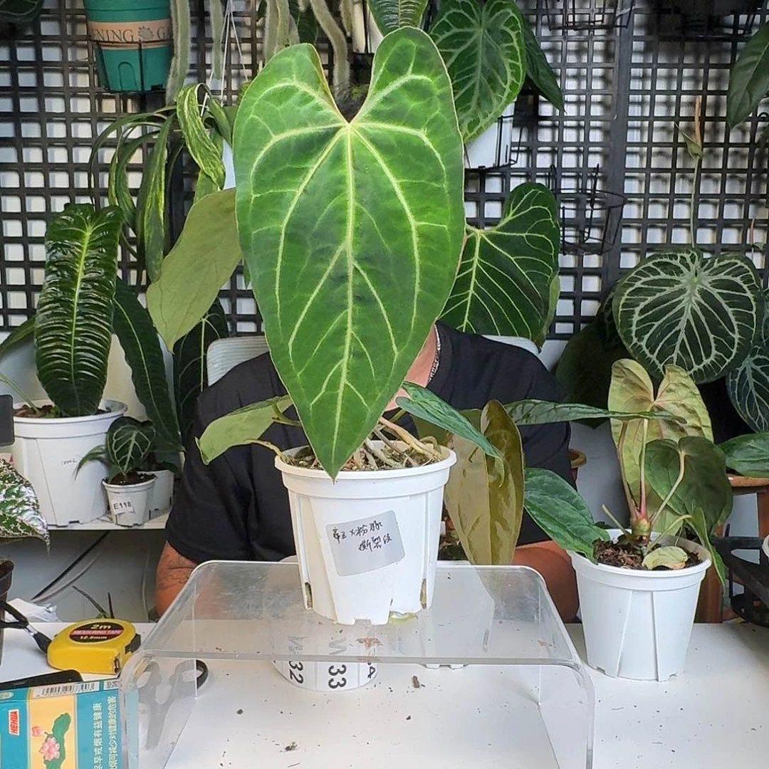 无花朵一物一拍W 26