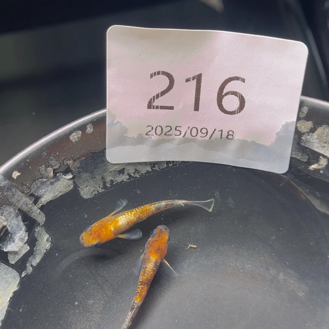 青鳉216lu04一对公母