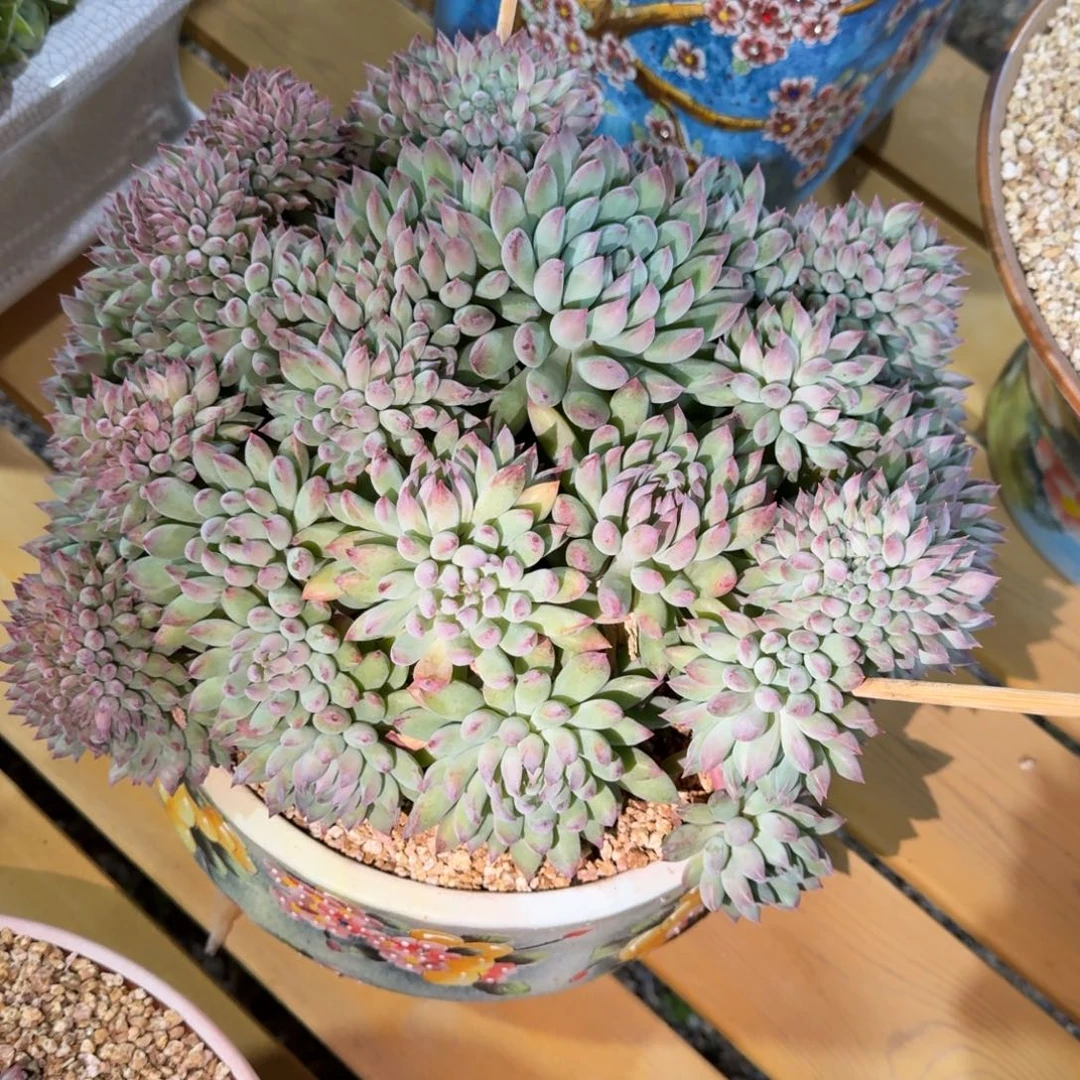 雅***鱼寄养的是自己人吗还是个