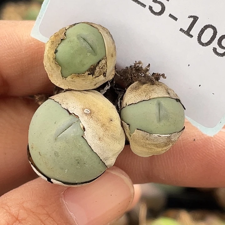 25-109大g多肉植物