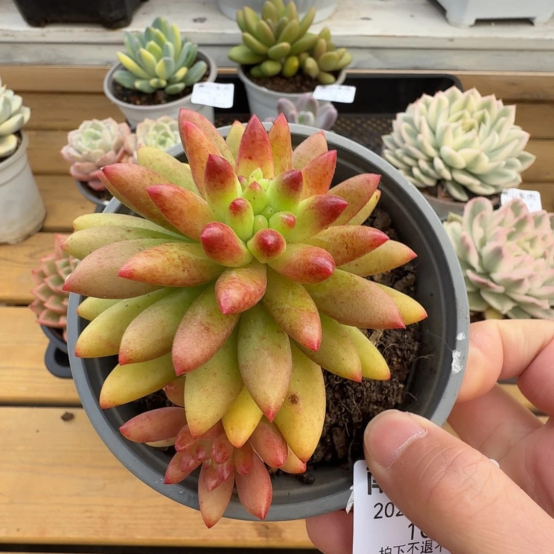 红辣椒11111129-10