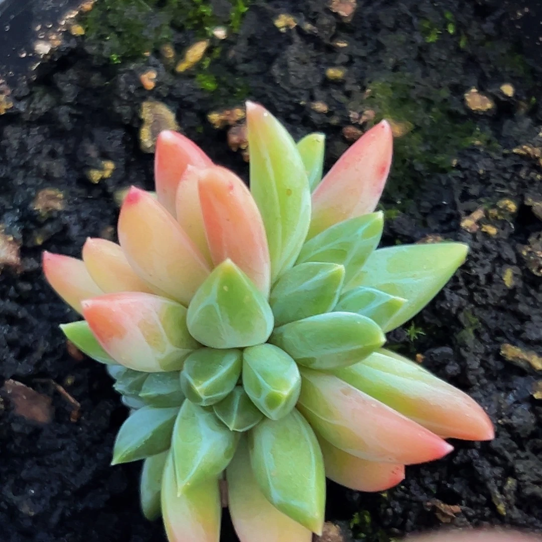 小何多肉植物研究所