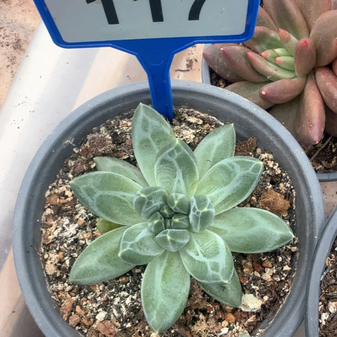 青花瓷多肉植物117