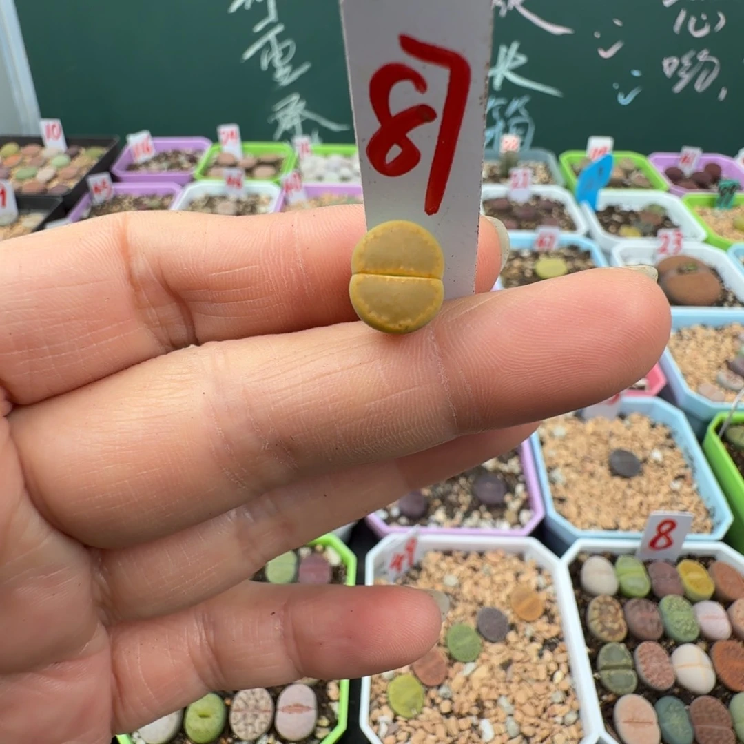 黄饼干1.0cm   脱土 87