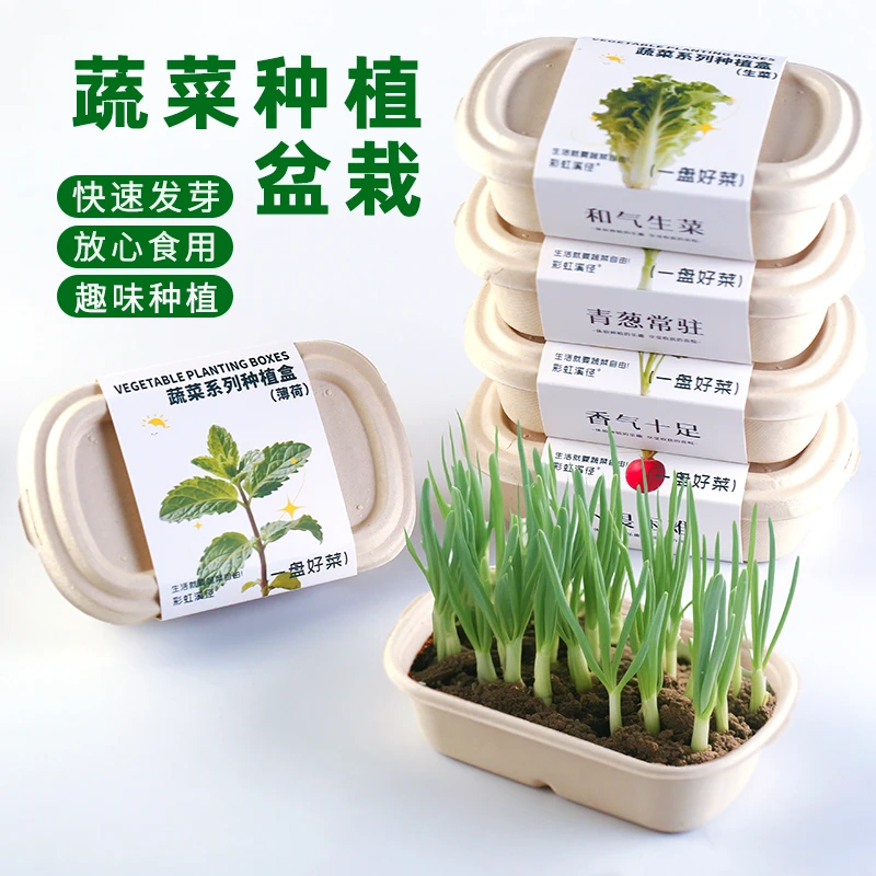 儿童种植小盆栽蔬菜萝卜种子薄荷香菜小葱盆栽可食用桌面diy礼物