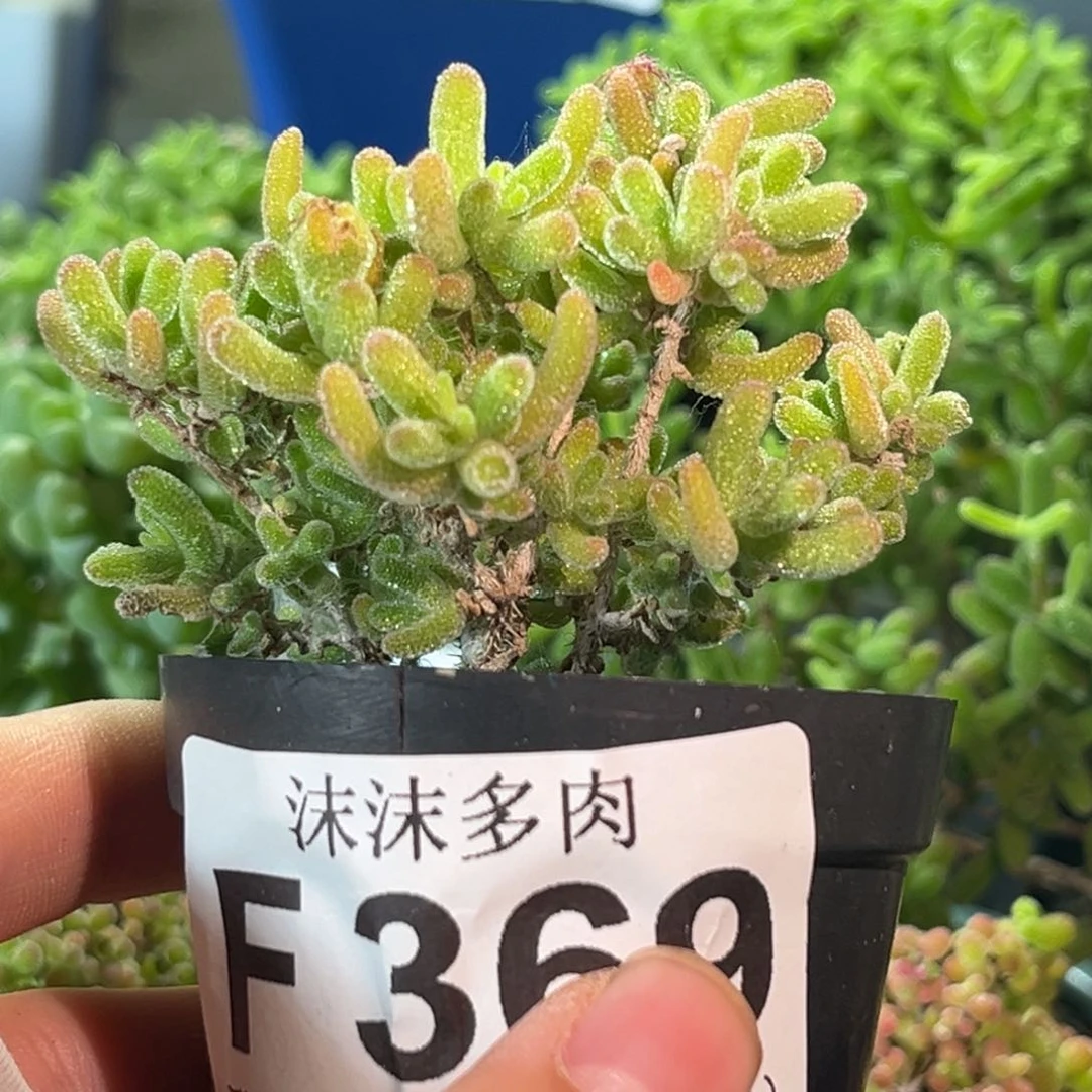 冰川369。