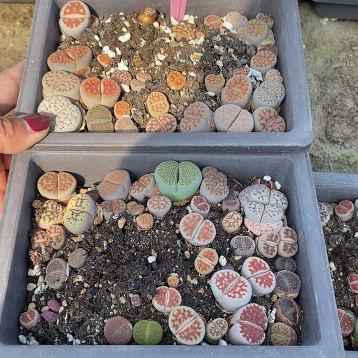 夙*生石花等植物879