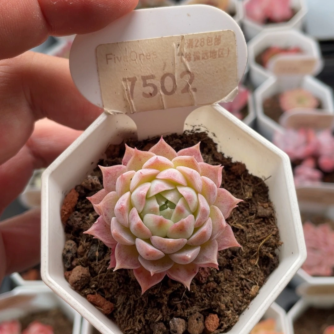 朱砂痣7502-4厘米