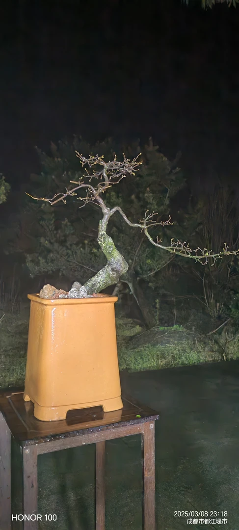 金弹子盆景，直播一物一拍