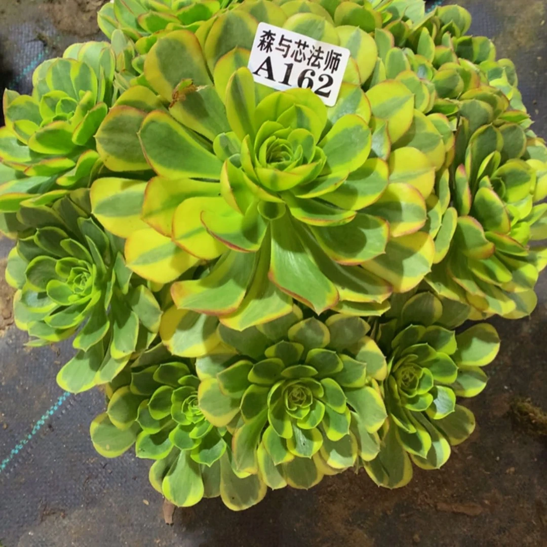 【闪购商品】海****业162奶白