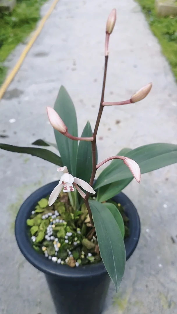 兔耳兰春兰链接改价了