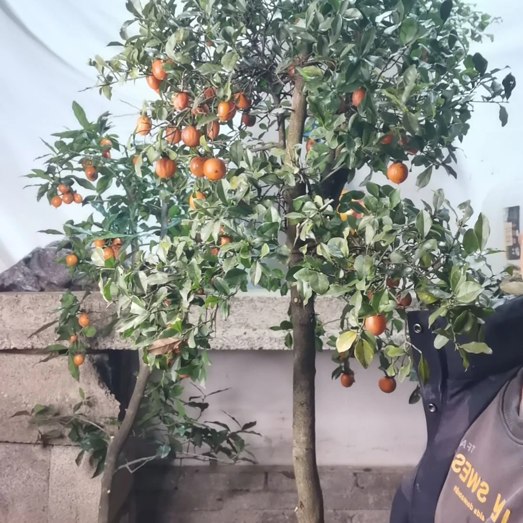 金弹子四季常青不落叶开花结果