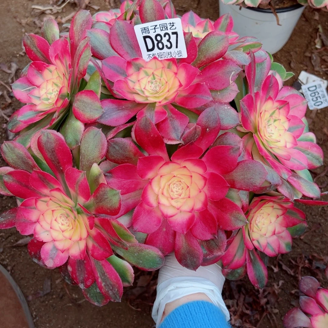 837荔枝雨子多肉植物