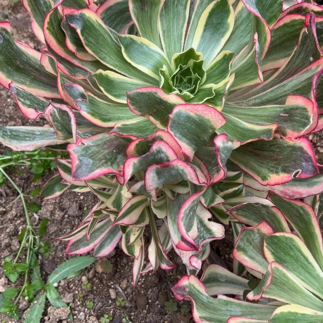 ࿐***ღ260魅影多肉植物直