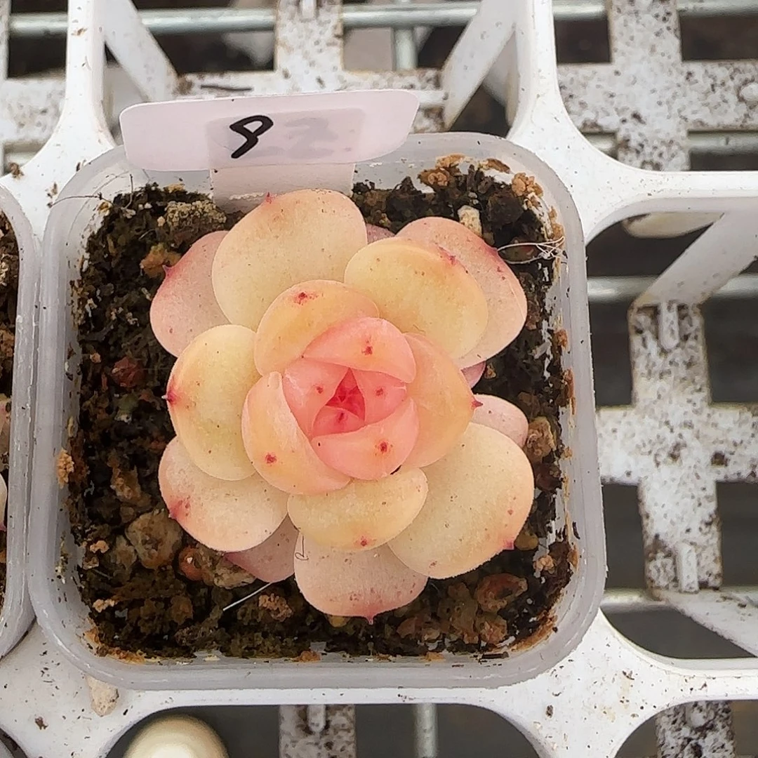 9开播福利甜心荔枝