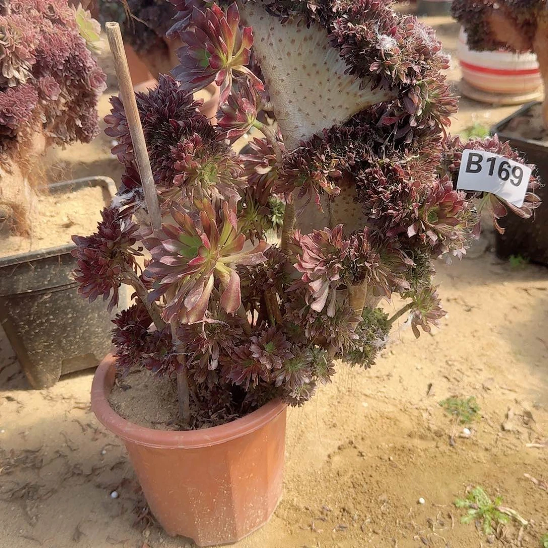 169黑法师一颗呀呀