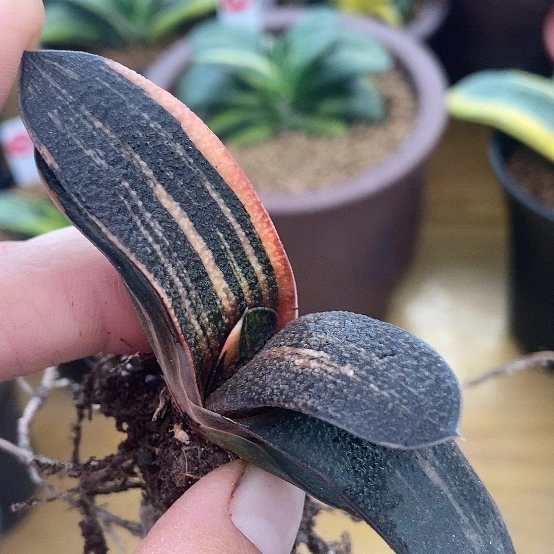 八***霸23456实生锦带盆发货