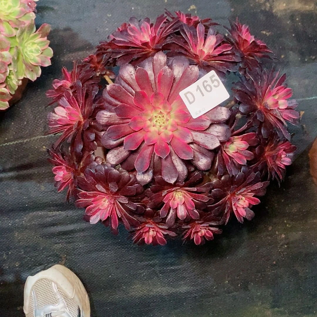 黑天鹅165多肉111111