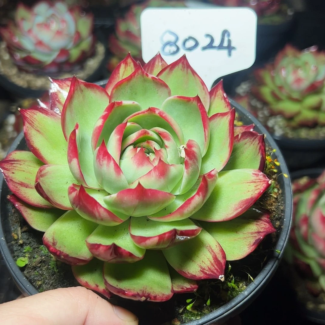 惊鸿仙子一物一拍8024号