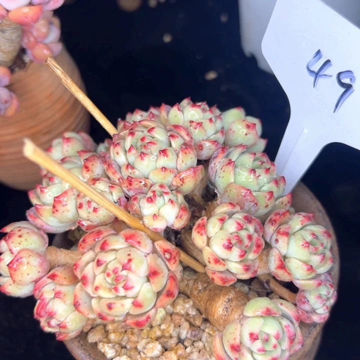 49号娜娜小沟。