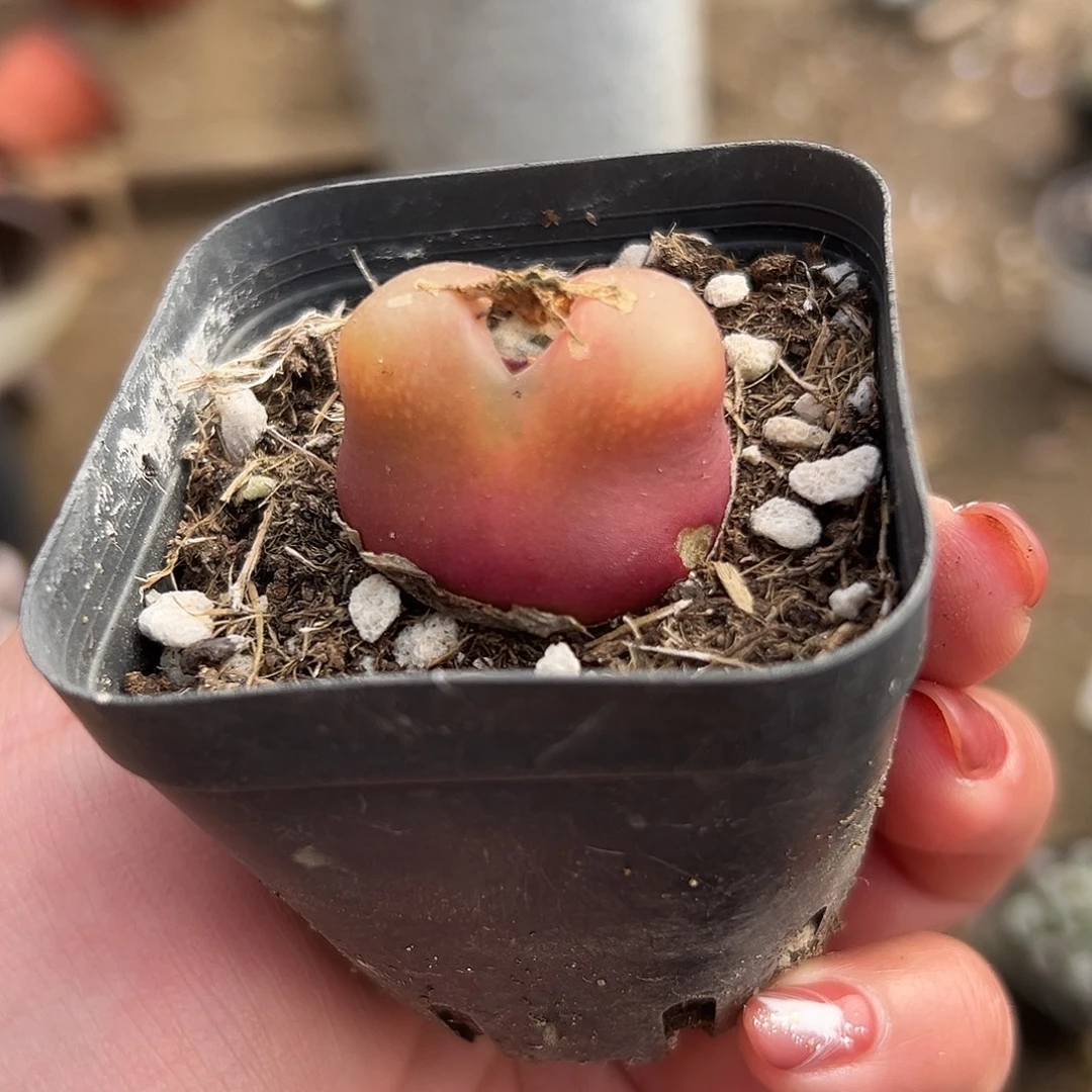 李***住多肉植物多肉植物