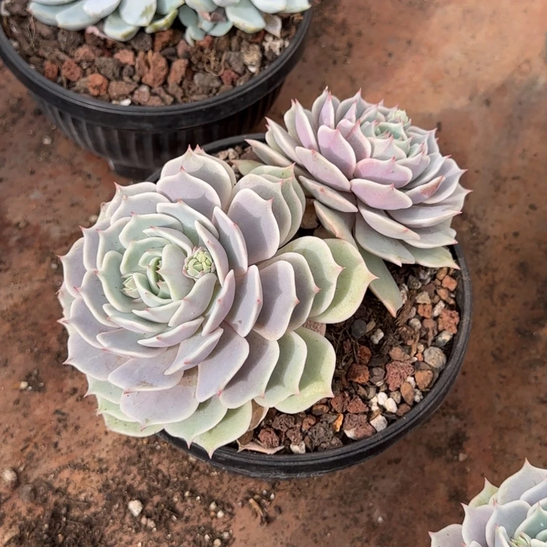 A***嘞露娜脸惊鸿一物一拍包装收缩花旱