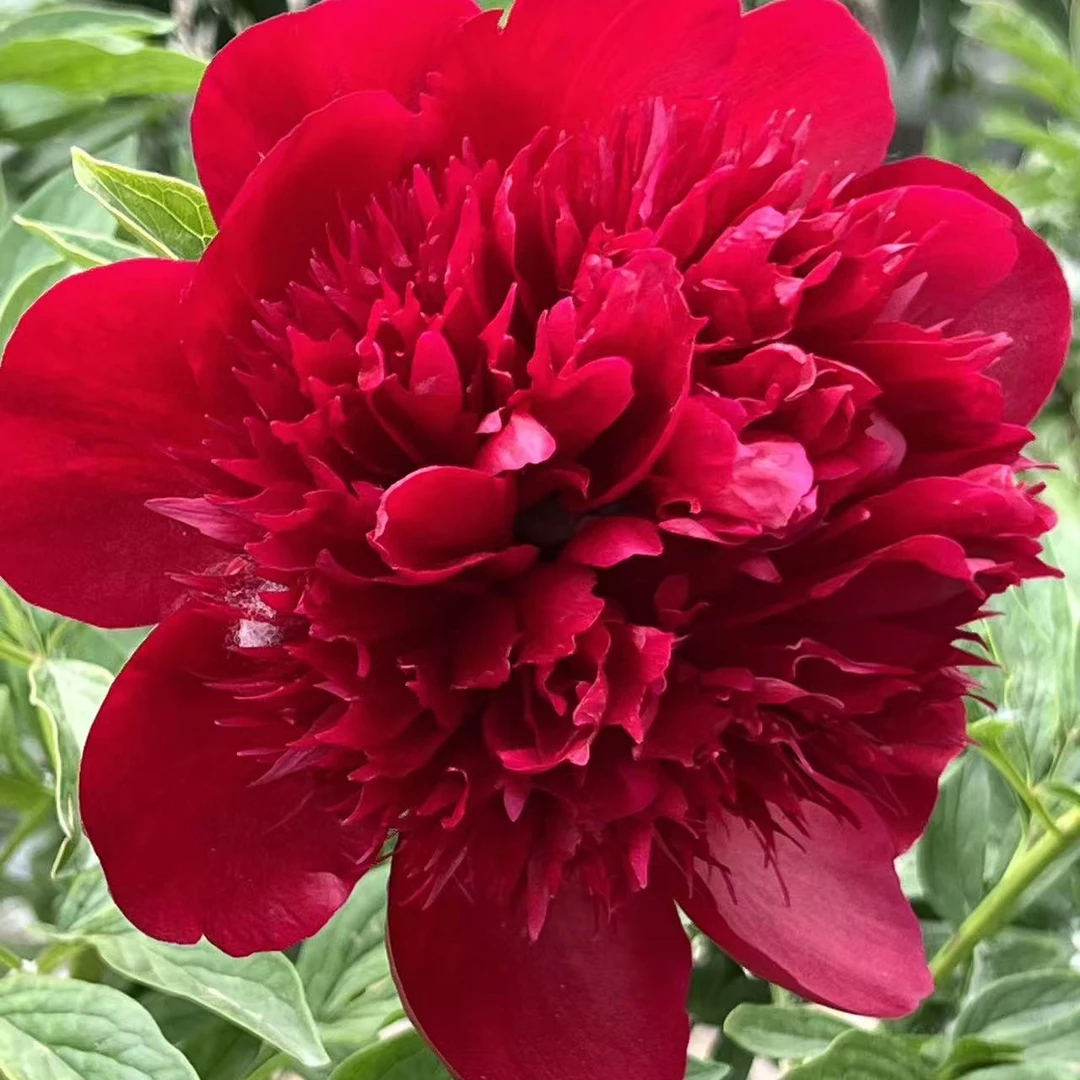 芍药花   红色魅力